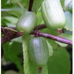 foto kiwi
