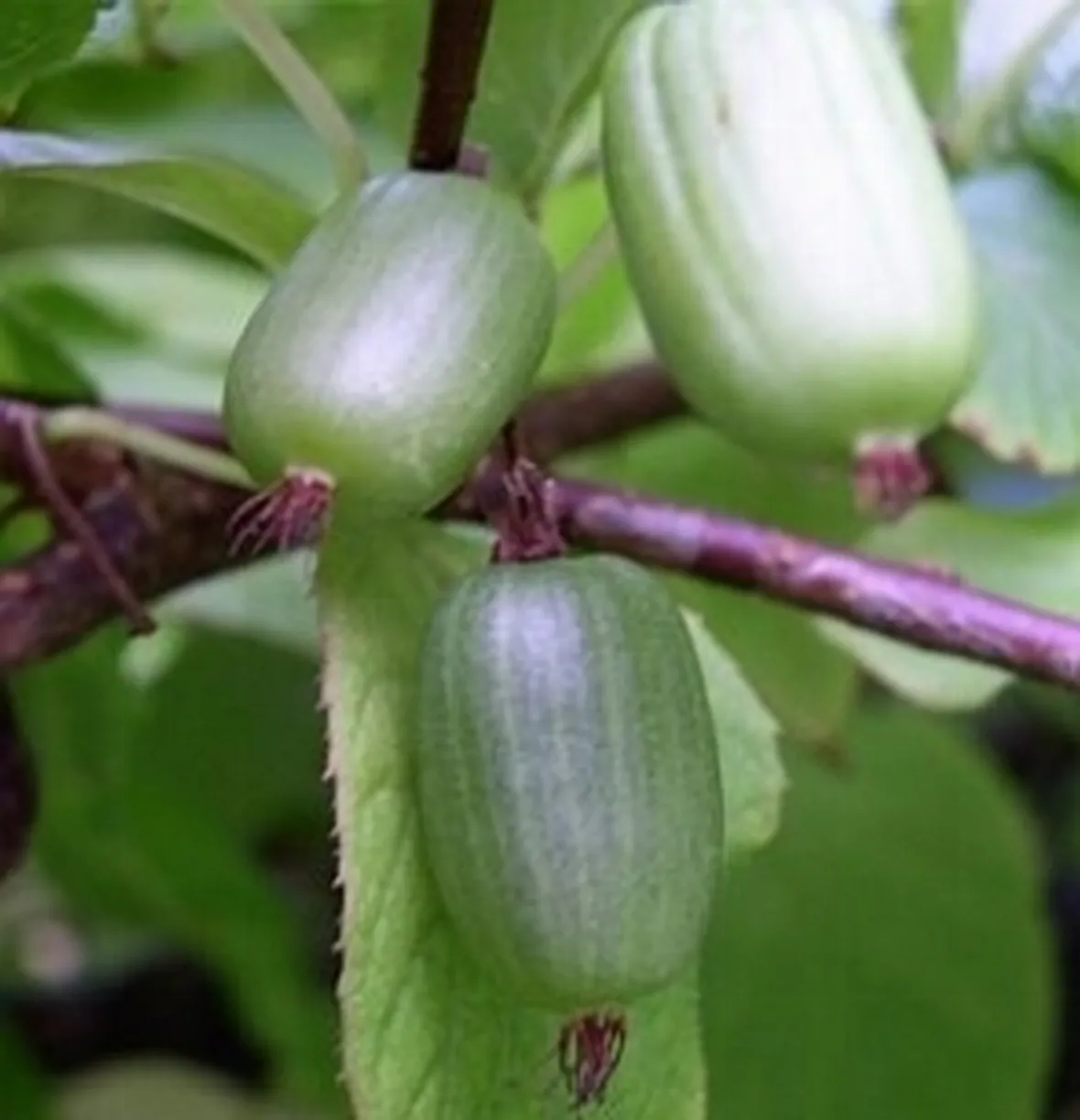 foto kiwi