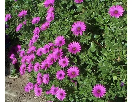dimorphoteca