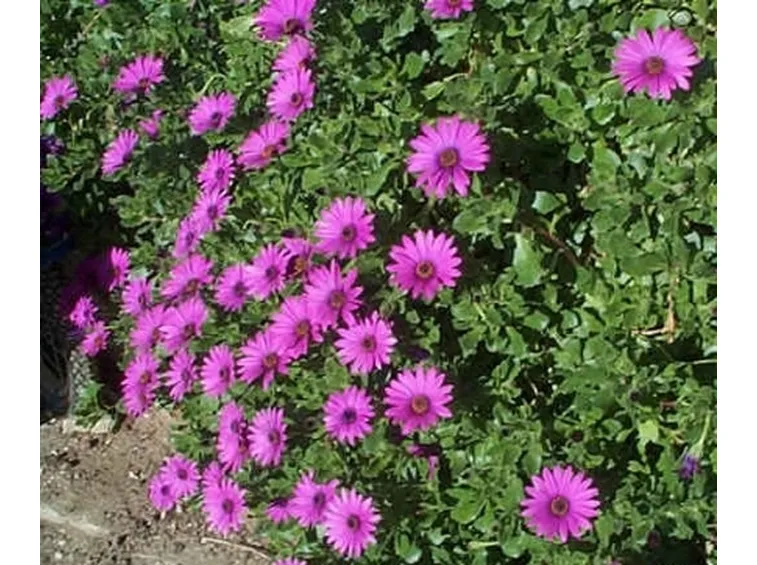 dimorphoteca