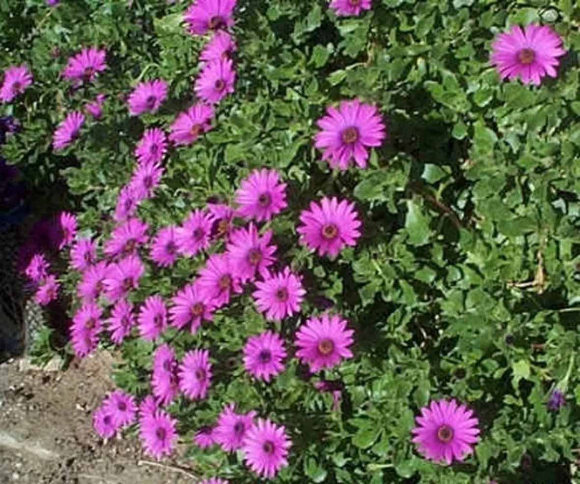 dimorphoteca