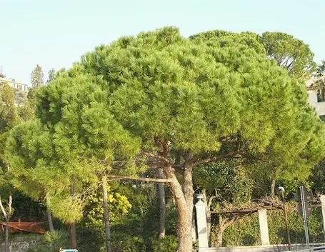 pino marittimo