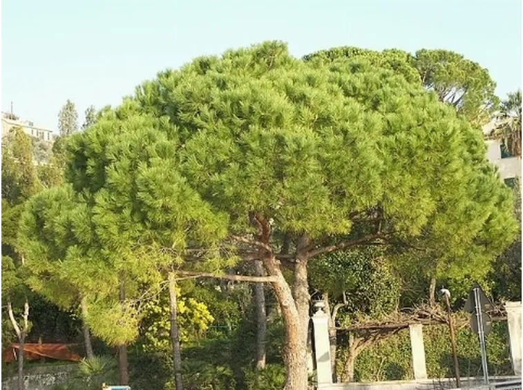 pino marittimo