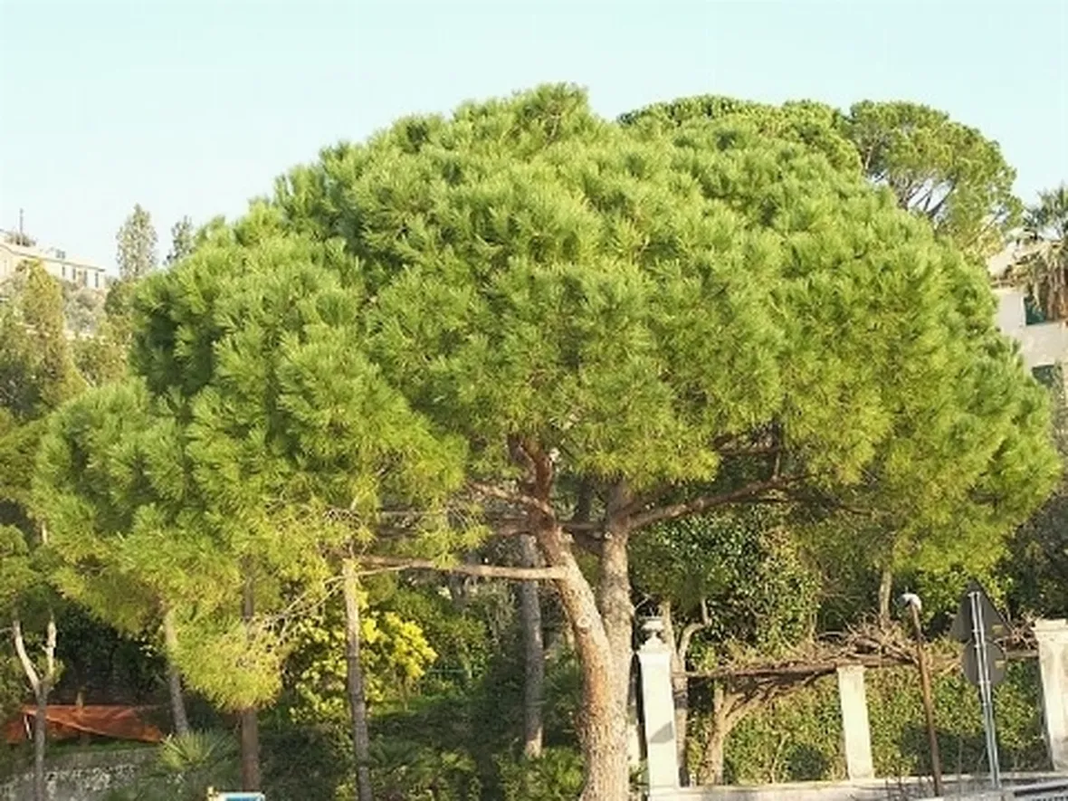 pino marittimo