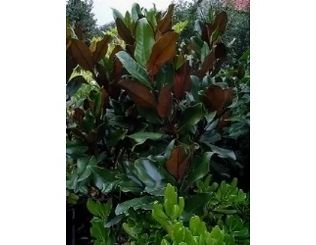 magnolia grandiflora