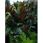 magnolia grandiflora