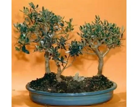 bonsai ulivo