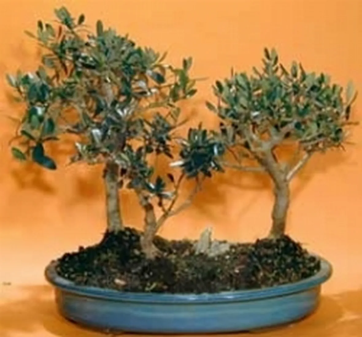 bonsai ulivo