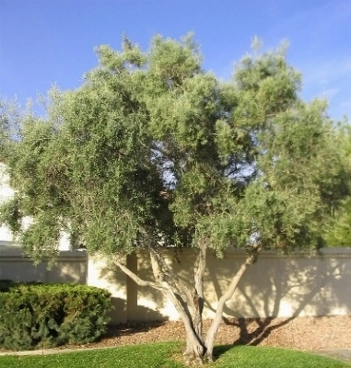 ulivo
