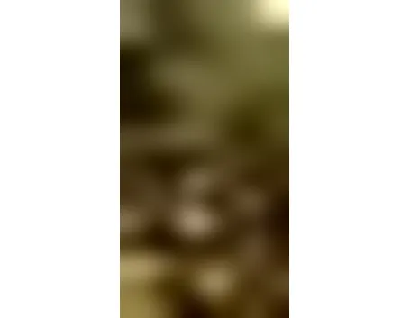 foto acacia