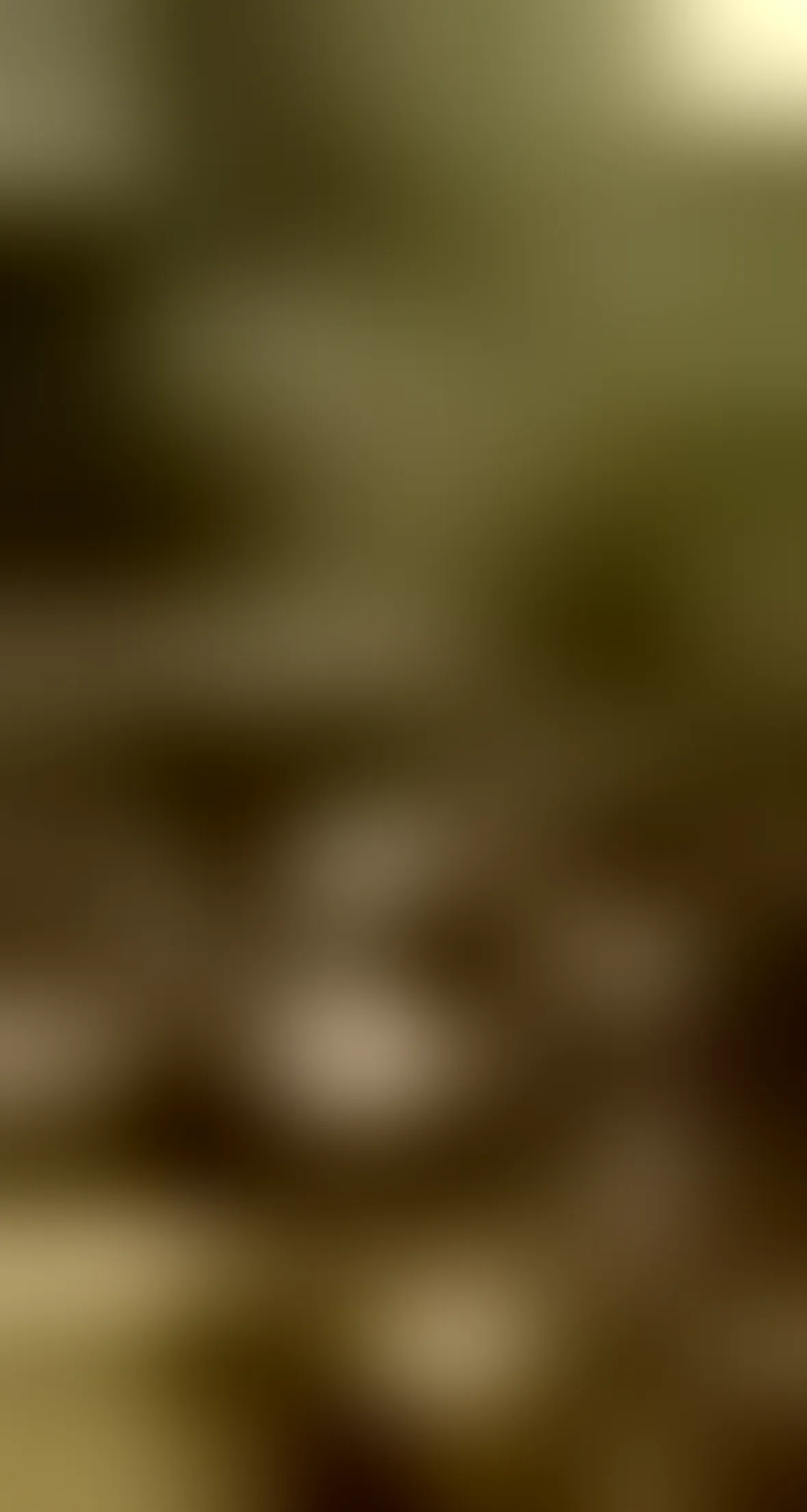 foto acacia