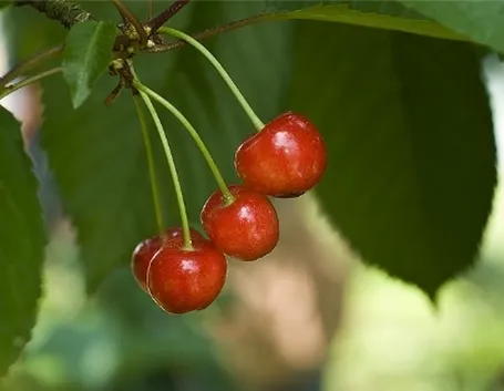 foto ciliegio