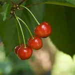 foto ciliegio