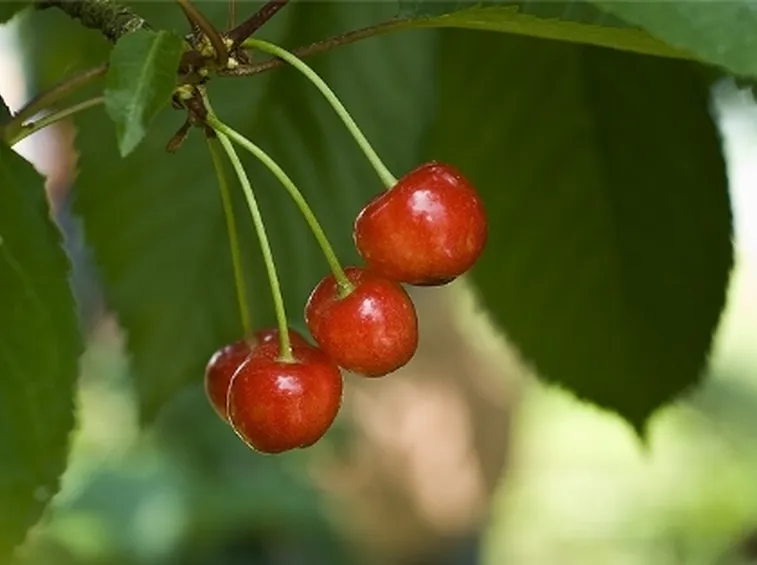 foto ciliegio