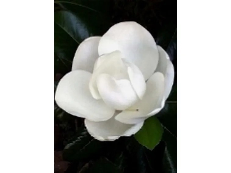 magnolia