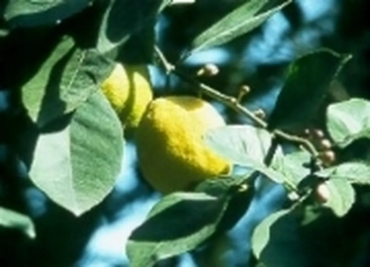 limone