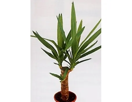 yucca