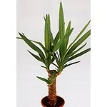 yucca