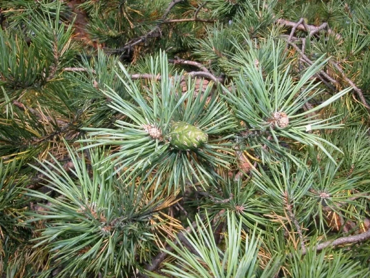 immagini pino silvestre