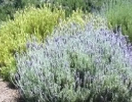 foto lavanda
