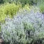 foto lavanda