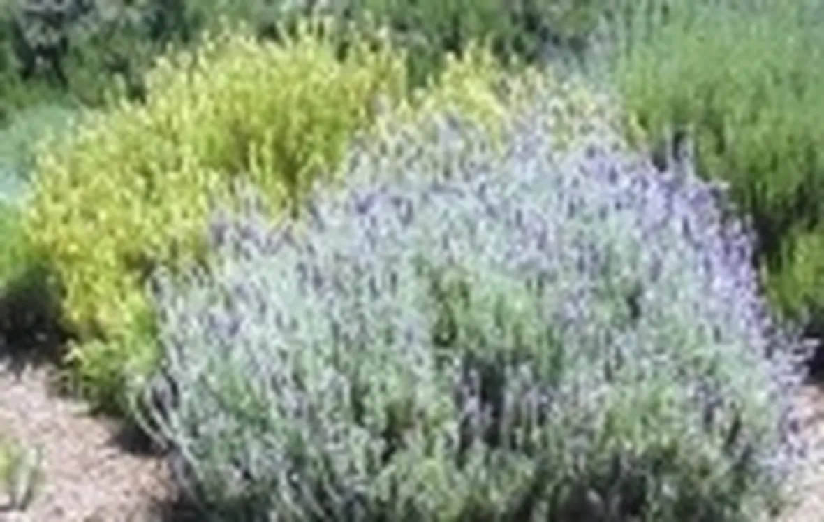 foto lavanda
