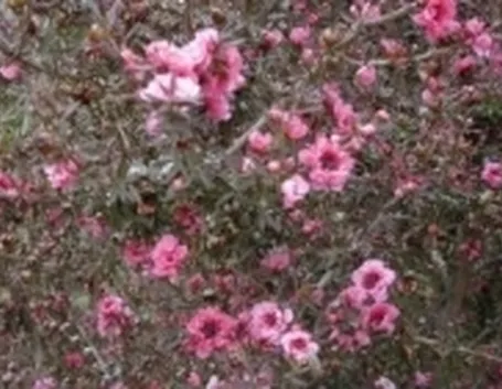 leptospermum