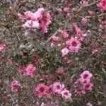 leptospermum