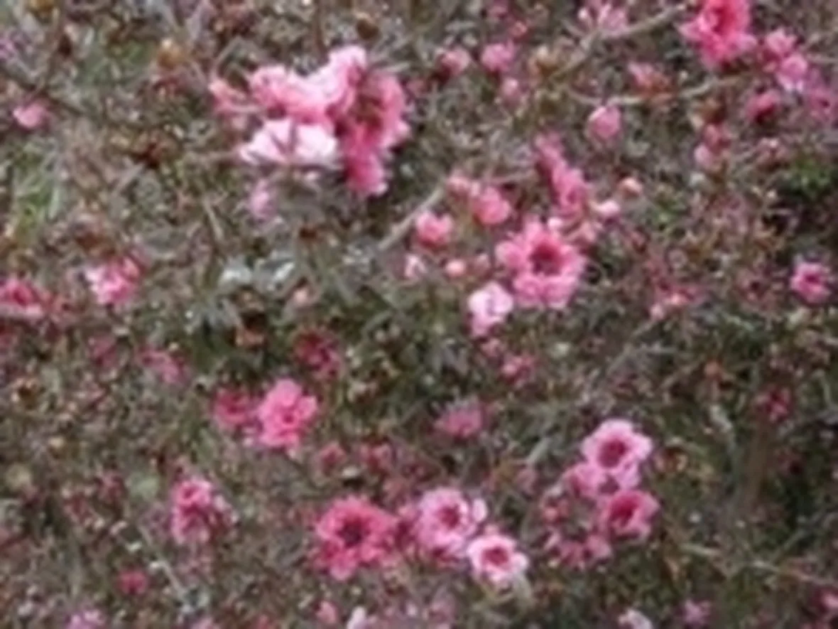 leptospermum