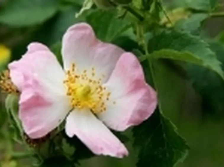 rosa selvatica