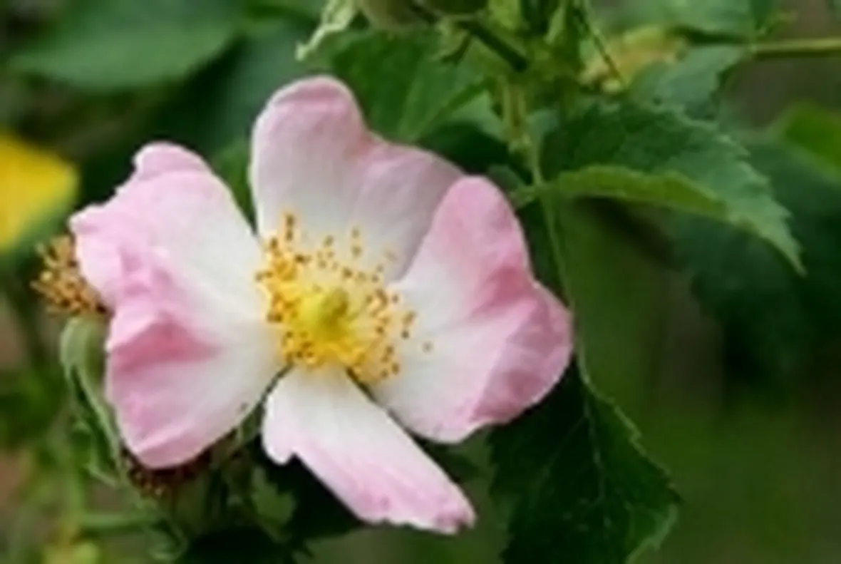 rosa selvatica