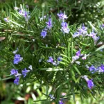 Potatura rosmarino
