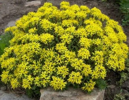 sedum fiorito