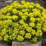 sedum fiorito