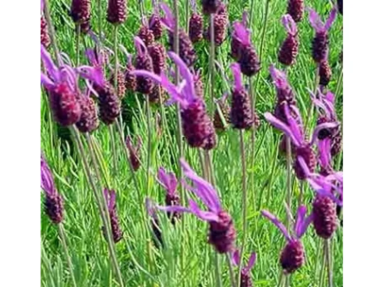 lavandula stocheas