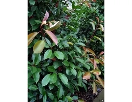 photinia