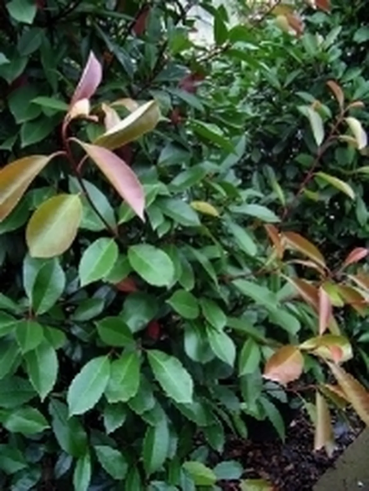 photinia