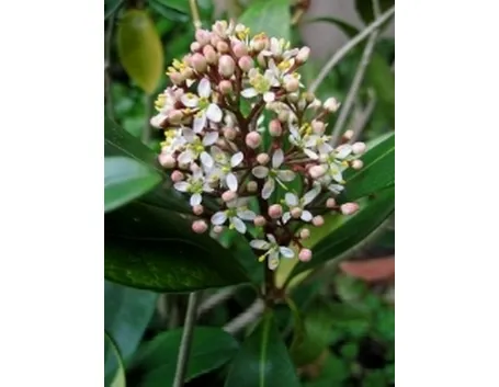 skimmia