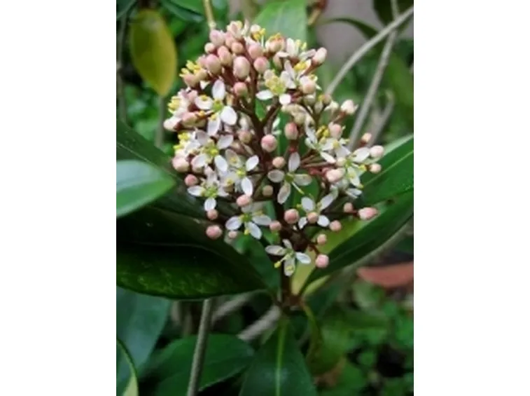 skimmia