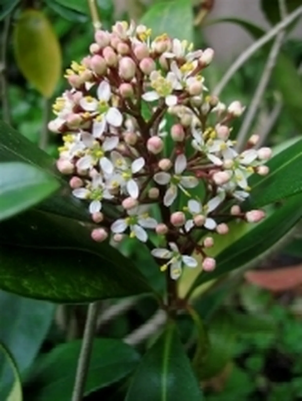 skimmia