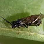 immagini tentredine delle rose