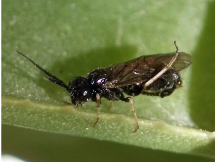 immagini tentredine delle rose
