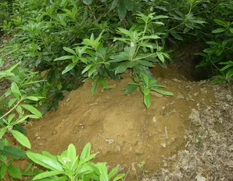 terreno sabbioso