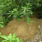 terreno sabbioso