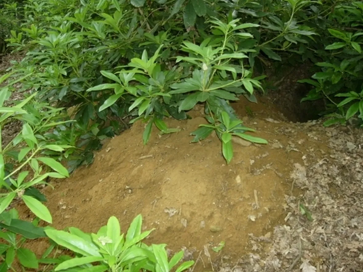 terreno sabbioso
