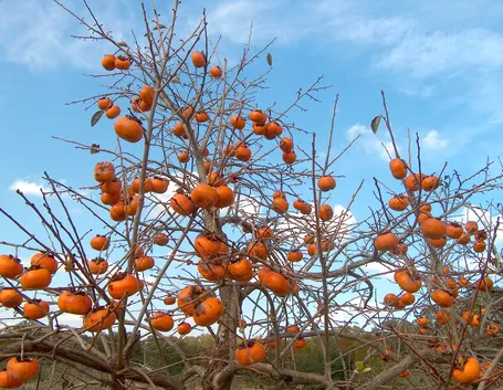 foto piante da frutto