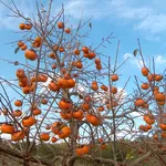 foto piante da frutto