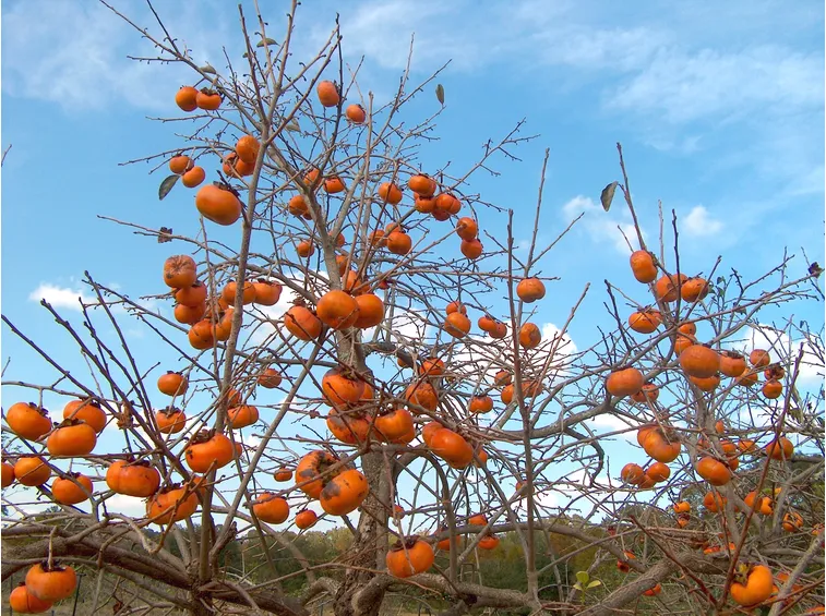 foto piante da frutto