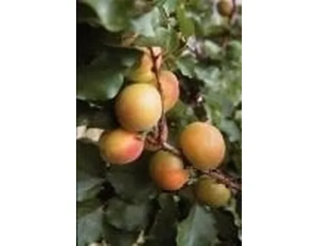 albicocco