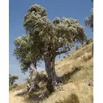 immagini ulivo